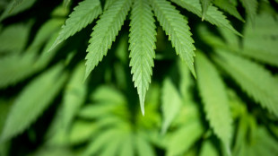 Bericht: Bundesregierung will Cannabisgesetz nachtr&auml;glich versch&auml;rfen