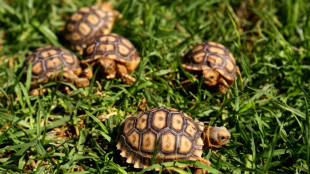Ermittlungen in Nordrhein-Westfalen: Verletzte Schildkröten in Mülltonne geworfen