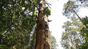 Avvocato famiglia nel bosco, 'falsit&agrave;, faremo ricorso'