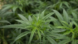 Gericht bestätigt Verbot von Handel mit eingepflanzten Cannabisjungpflanzen