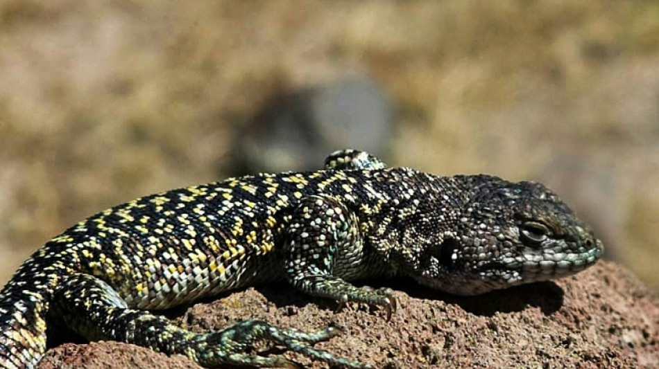 New lizard species discovered in Peru