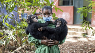 Sierra Leone chimpanzee sanctuary reopens after deforestation protest