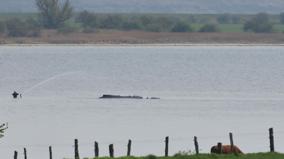 Neuer Rettungsversuch f&uuml;r hilflosen Wal vor Ostseek&uuml;ste erwartet