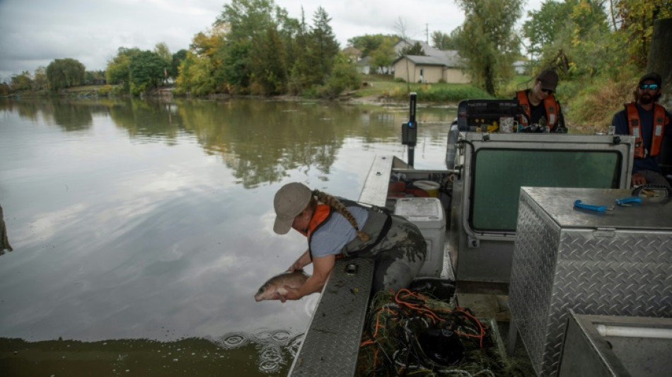 Americans, Canadians unite in battling 'eating machine' carp