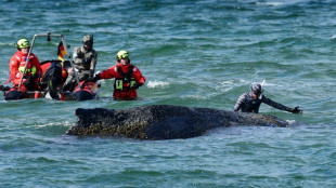 Freed whale gets stranded again off German coast