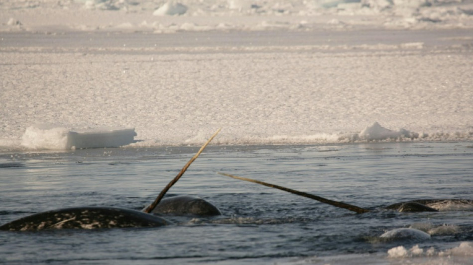 Des scientifiques percent le myst&egrave;re de la dent des narvals