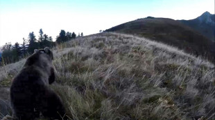 "L&rsquo;ourse m'a attaqu&eacute;, j'ai paniqu&eacute;, j'ai tir&eacute;", dit le chasseur jug&eacute; pour destruction d'esp&egrave;ce prot&eacute;g&eacute;e