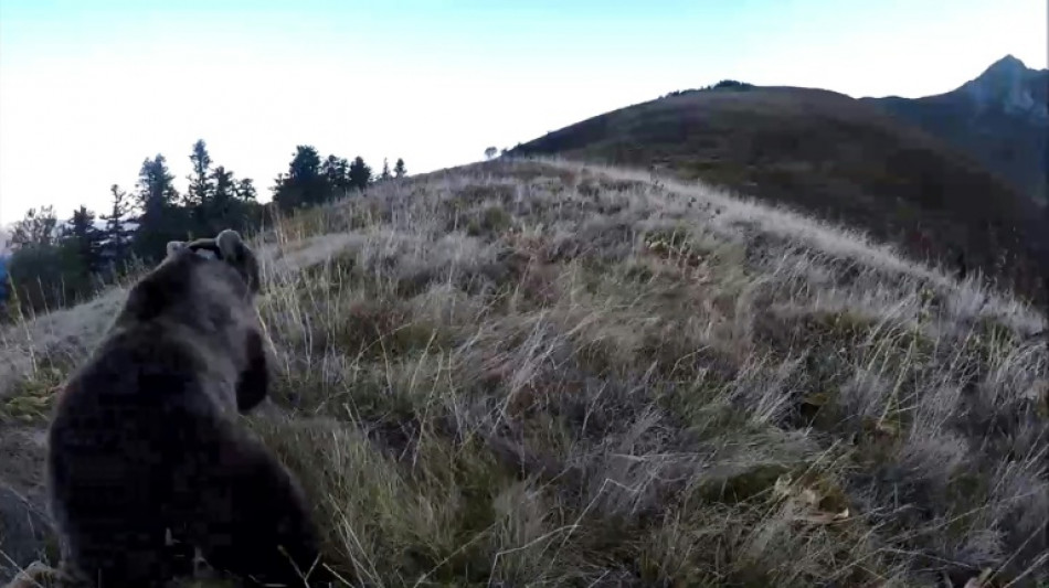 Chasseurs jug&eacute;s &agrave; Foix: les parties civiles demandent r&eacute;paration pour la mort de l'ours