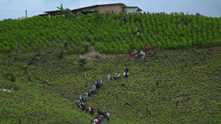 Colombie: dans une zone d'intense culture de coca, des habitants pris en &eacute;tau entre arm&eacute;e et gu&eacute;rillas