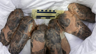 Smuggled dinosaur fossils return to Mongolia after two decades