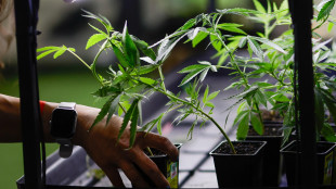 Marcia indietro su cannabis light, emendamento sarà ritirato