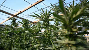 US-Regierung will Cannabis als weniger gef&auml;hrliche Droge einstufen