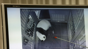Les deux seuls pandas du Japon seront renvoy&eacute;s en Chine en janvier, selon des m&eacute;dias