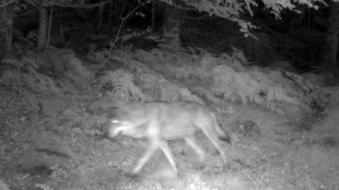 Un loup responsable de plusieurs attaques de moutons abattu en Aveyron