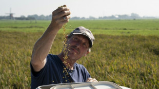 Rice work: Dutch test new crop to save sinking peatlands