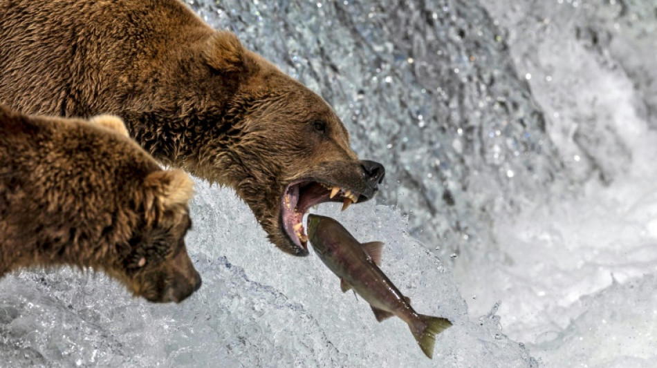 First Hollywood, now Fat Bear Week: nepobaby wins Alaska contest 
